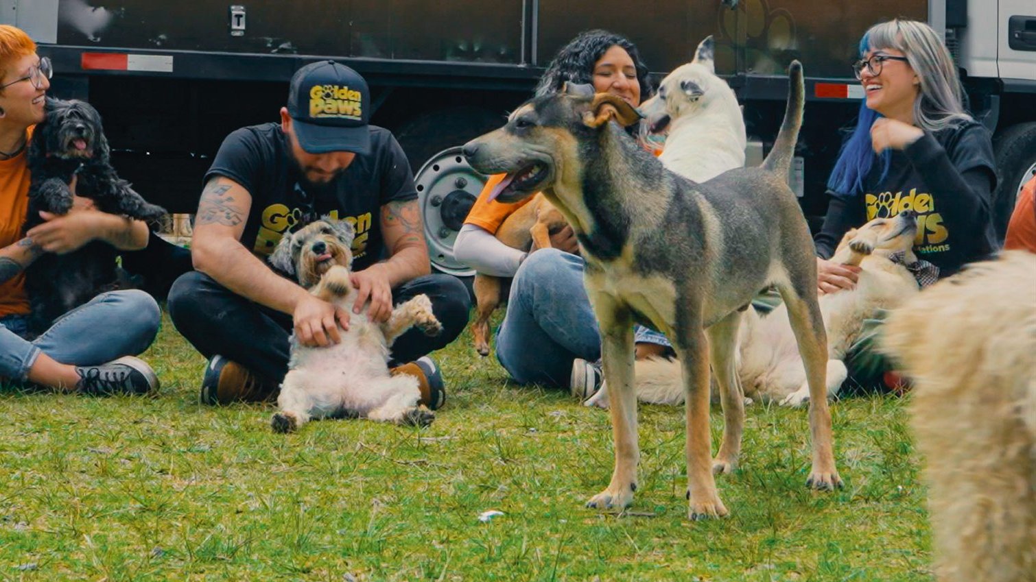 Integrantes del equipo de Golden Paws comparten un momento con varios perros en el césped, durante una jornada de entrega de alimento.