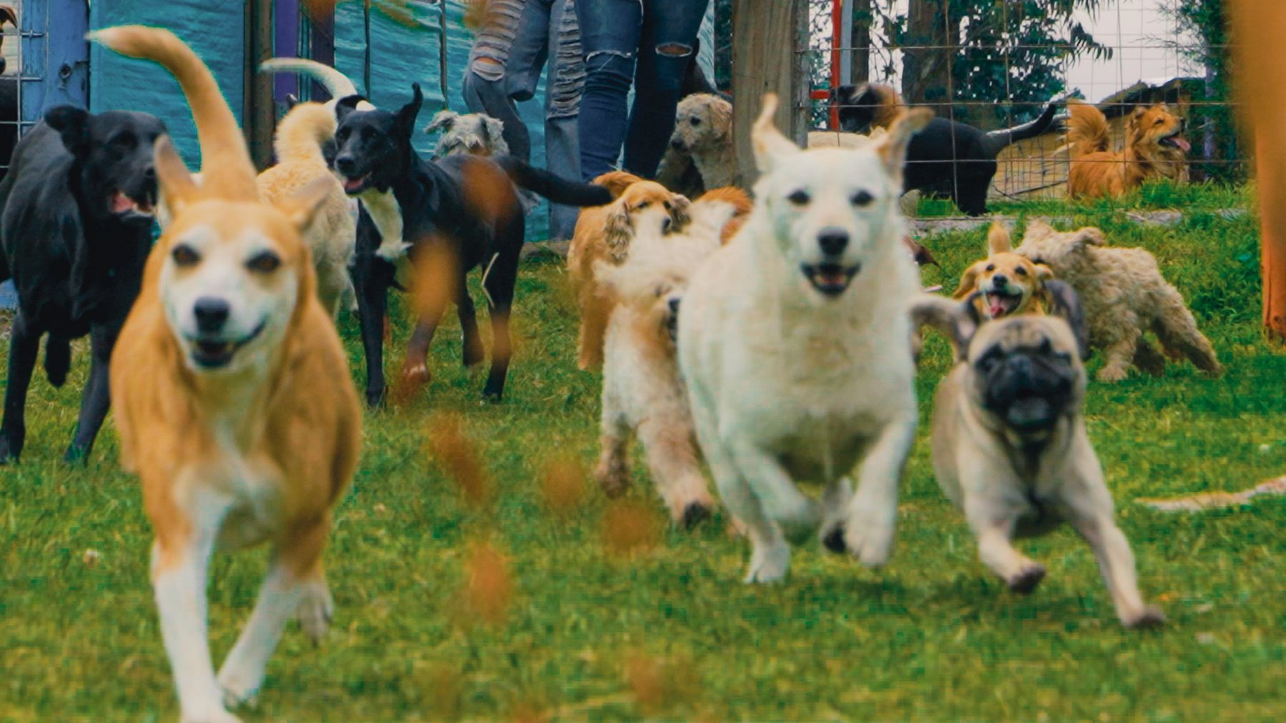 Varios perros corren felices por el pasto hacia la cámara.