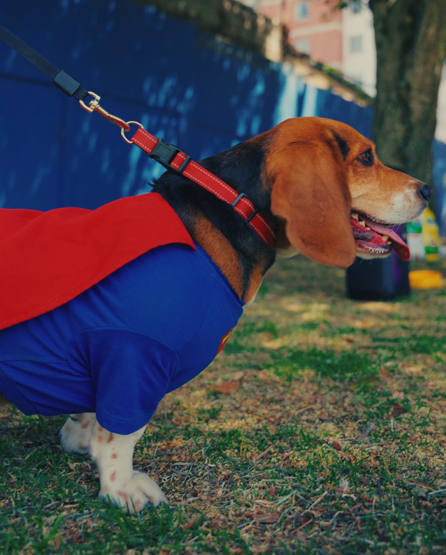 Un beagle disfrazado de superhéroe en una pasarela canina.
